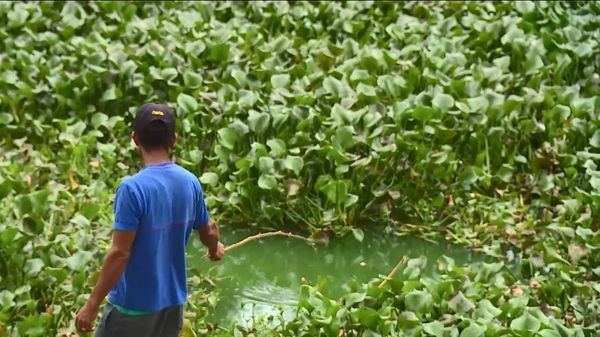 Plantas que crescem em ambientes poluídos formam 'tapete verde' em lagoa em Linhares