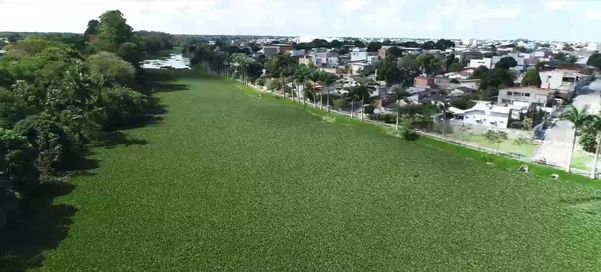 Plantas que crescem em ambientes poluídos formam 'tapete verde' em lagoa em Linhares