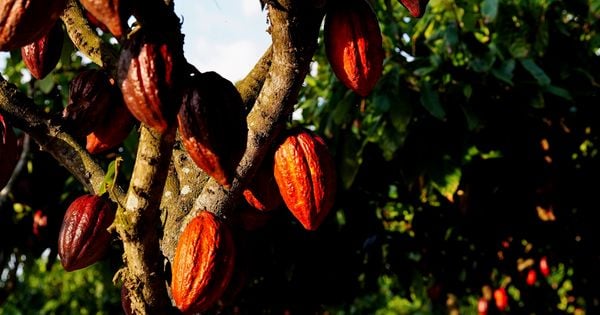 O Espírito Santo é o terceiro maior produtor da fruta no país, com propriedades fazendo parte de programa de sustentabilidade de R$ 100 milhões