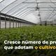 Imagem - Do tomate ao pimentão: cultivo em estufas aumenta produção no ES