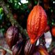 Imagem - Cacau tem alta histórica e preço de chocolate pode subir às vésperas da Páscoa