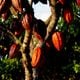 Imagem - 200 fazendas do ES produzem cacau sustentável para gigante do chocolate
