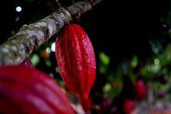 Fazenda Três Lagoas, produtora de cacau em Linhares por Fernando Madeira
