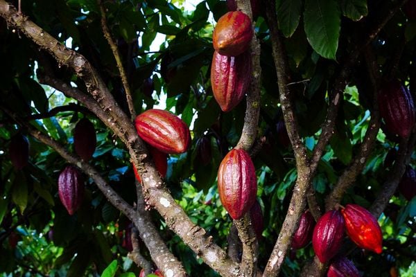Fazenda Três Lagoas, produtora de cacau em Linhares por Fernando Madeira