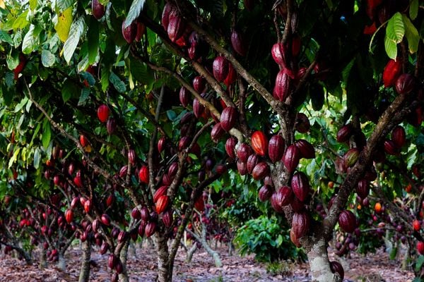 Fazenda Três Lagoas, produtora de cacau em Linhares por Fernando Madeira
