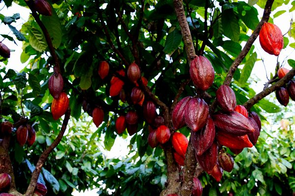 Fazenda Três Lagoas, produtora de cacau em Linhares por Fernando Madeira