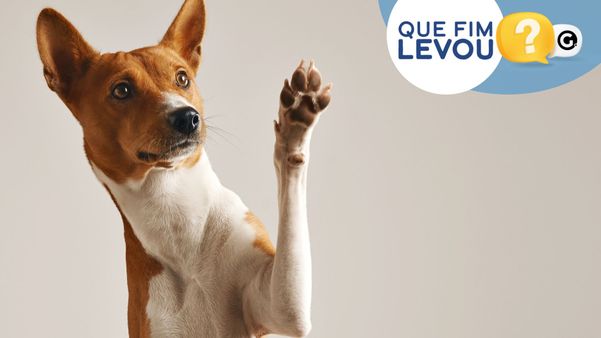 Que Fim Levou: PC e MPES apuravam suposto envenenamento de cães em bairros de Vitória