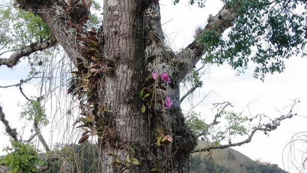 Orquídea ameaçada de extinção é descoberta em jequitibá centenário em Muqui