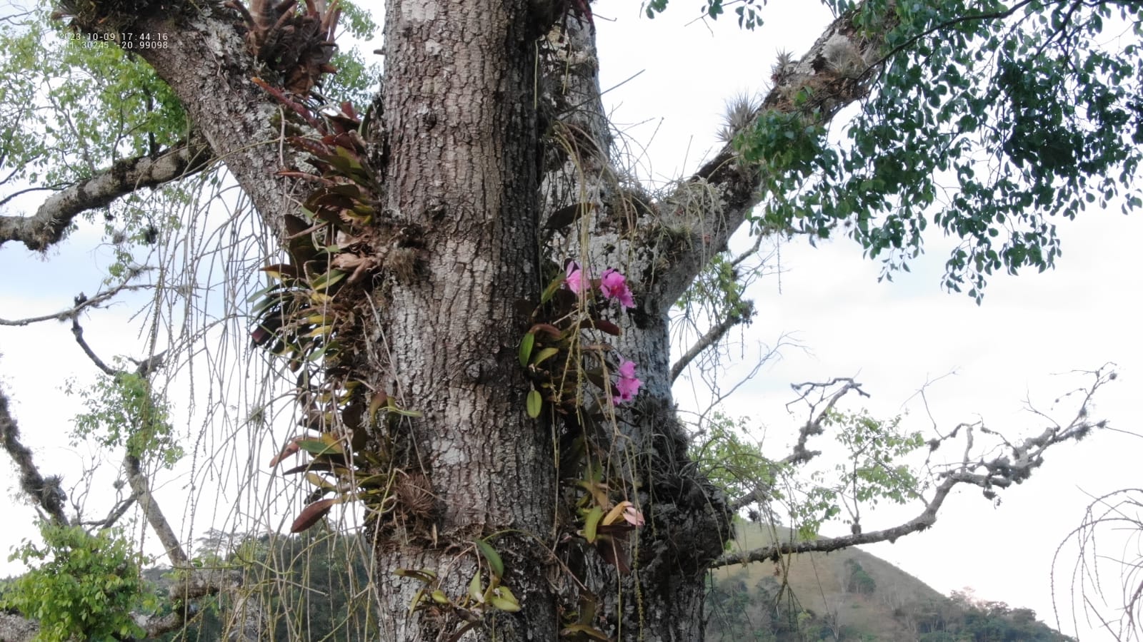 A Gazeta Orquídea Ameaçada De Extinção é Descoberta Em Jequitibá Centenário No Es 8760