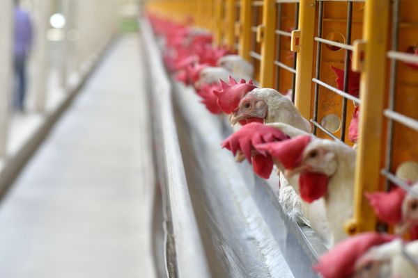 30/05/2018 - ES - Santa Maria de Jetibá - Galinhas sem ração em granja de Santa Maria de Jetibá. Devido a greve dos caminhoneiros, muitas galinhas morrem de fome por falta de ração