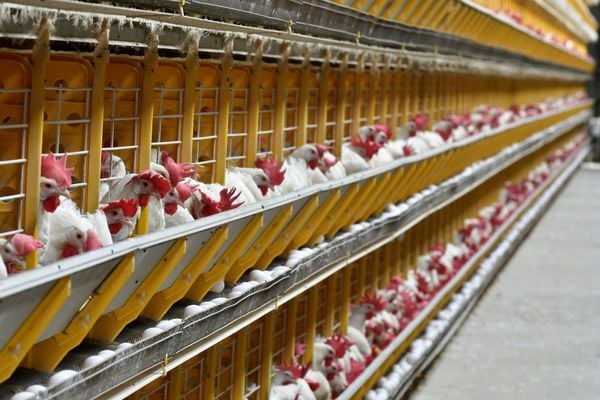 30/05/2018 - ES - Santa Maria de Jetibá - Galinhas sem ração em granja de Santa Maria de Jetibá. Devido a greve dos caminhoneiros, muitas galinhas morrem de fome por falta de ração