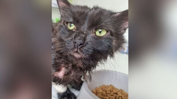 Gatinho resgatado foi batizado de Franscisco