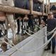 Durante a estiagem, as vacas produzem menos leite devido a menor oferta de pasto