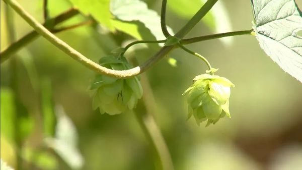 Lúpulo produzido em Viana (ES)