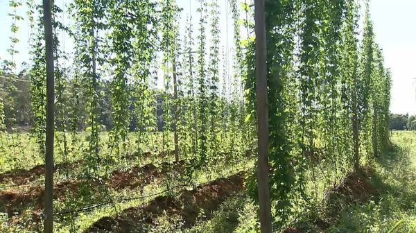 Lúpulo produzido em Viana (ES)