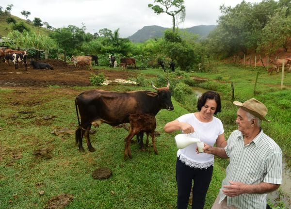 O pecuarista José Miguel Fonseca de Faria, e a filha Maria Francisca, criam algumas cabeças de gado na Serra
