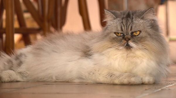 Os gatos são as principais vítimas da doença.  Eles são contaminados, na maioria das vezes, durante as famosas voltinhas pela rua