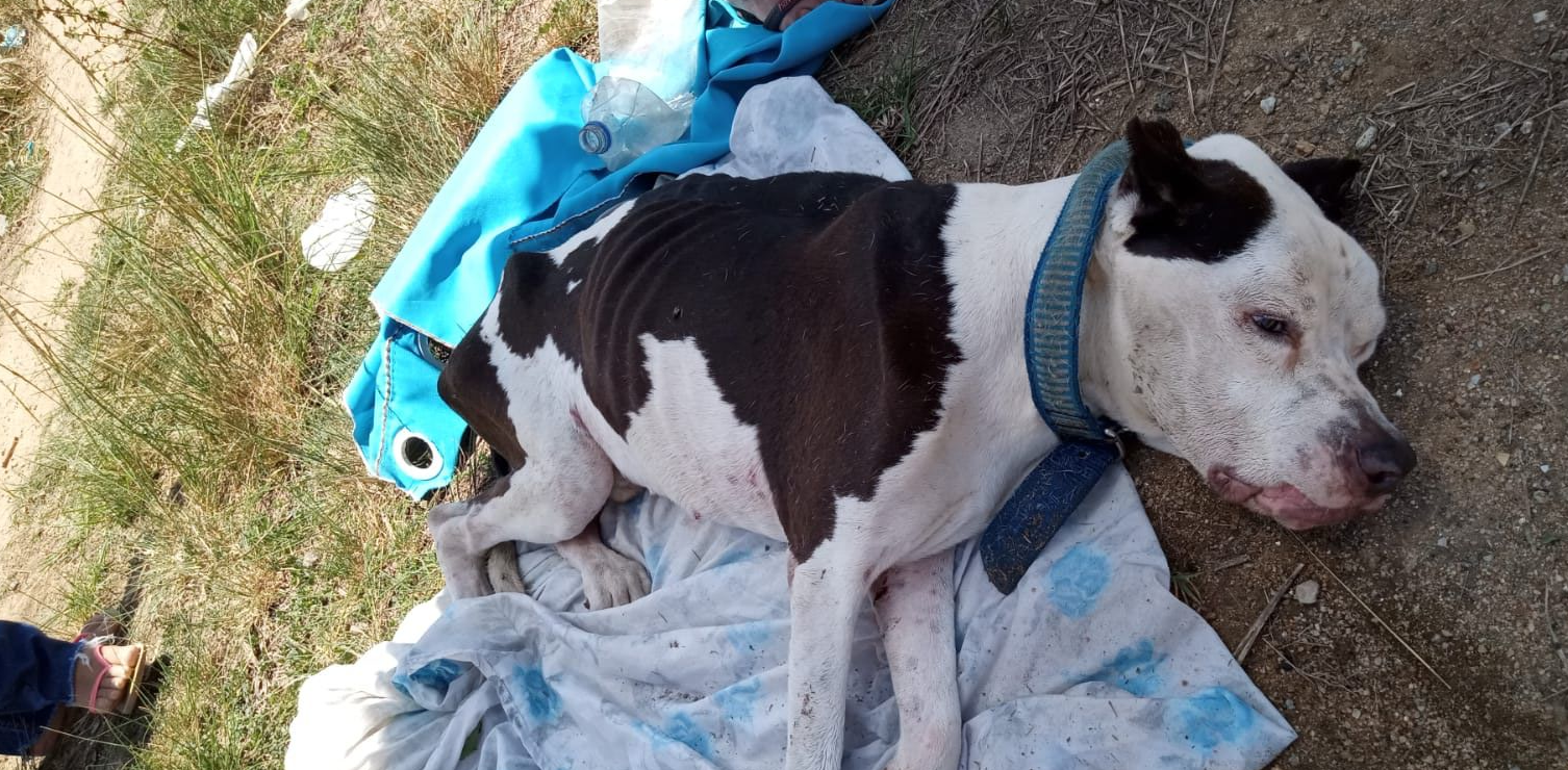 Cão estava na Rodovia Serafim Derenzi e foi levado a um hospital veterinário que tem convênio com o município, onde os materiais foram achados no corpo dele