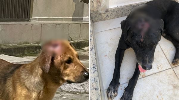 Dois cachorros no bairro Fradinhos, em Vitória, já sofreram ataques
