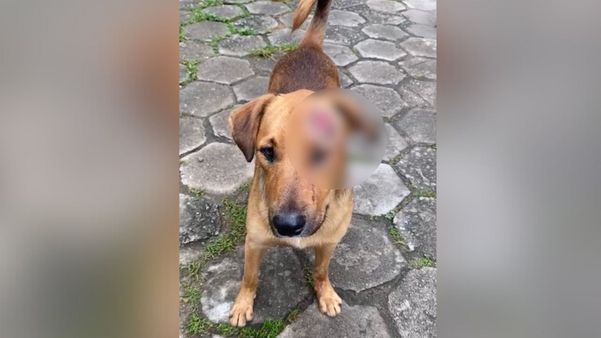 O machucado de Fortão está melhorando depois dos moradores aplicarem remédios.