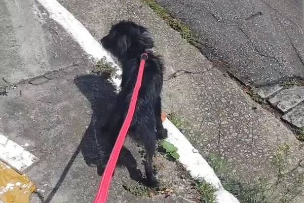 O cachorro, sem raça definida e de nome Billy, era a companhia diária de um menino autista de 4 anos. 