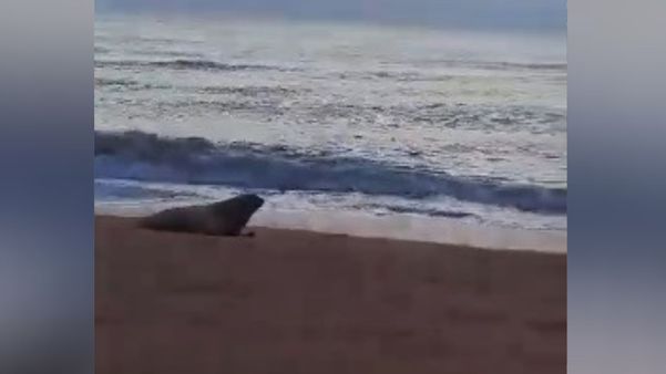 Elefante-marinho descansava na praia e voltou para o mar