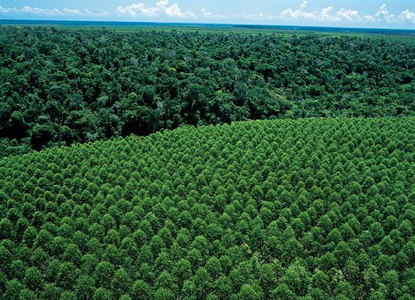 Áreas de plantio de eucalipto e preservação florestal