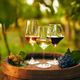 Vídeo: o que são vinhos orgânicos, biodinâmicos e naturais