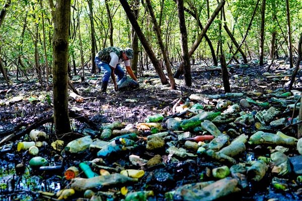 Especial Mangue - Lixo em manguezal do Parque da Manteigueira em Vila Velha 