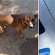 Imagem - Cachorro arranca parte da orelha de ladrão e impede furto em Goiás