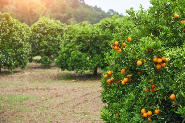 Investigação teve início no município de Jerônimo Monteiro, no Sul do Espírito Santo, destaque na produção de laranja