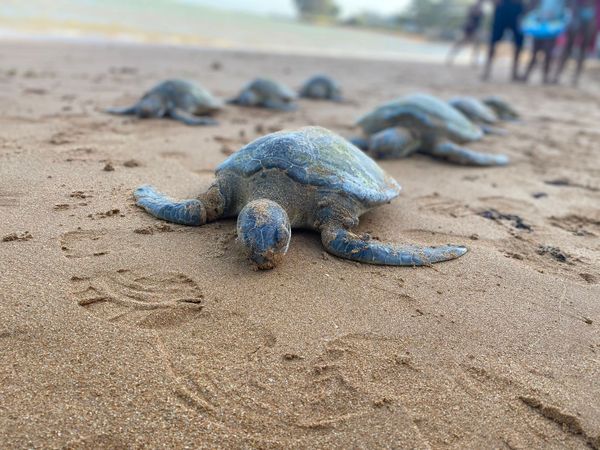 Tartarugas são encontradas mortas na Praia da Baleia, em Jacaraípe, na Serra