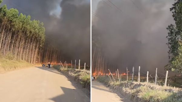 Incêndio atinge plantação de eucalipto em Aracruz