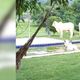Imagem - Em meio à onda de calor, bois invadem piscina de sítio em Castelo