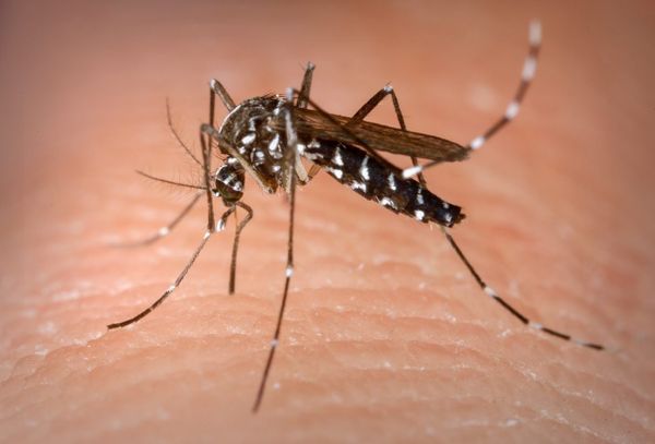Mosquito Aedes Aegypti, transmissor da Dengue