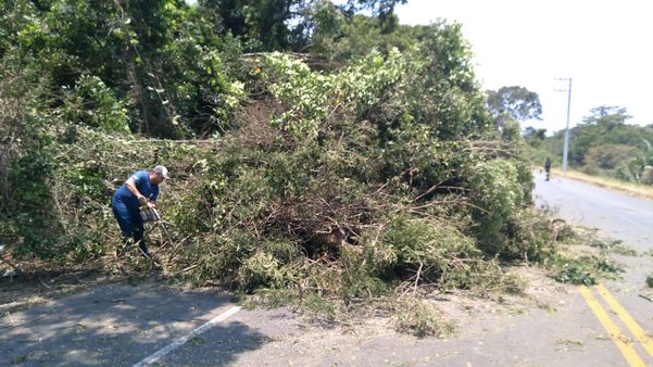 Árvore cai e deixa rodovia parcialmente interditada em Anchieta