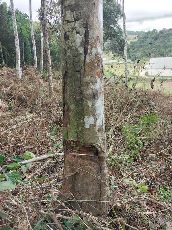  Área com desmatamento irregular em Venda Nova do Imigrante equivale a seis campos de futebol por Divulgação Idaf