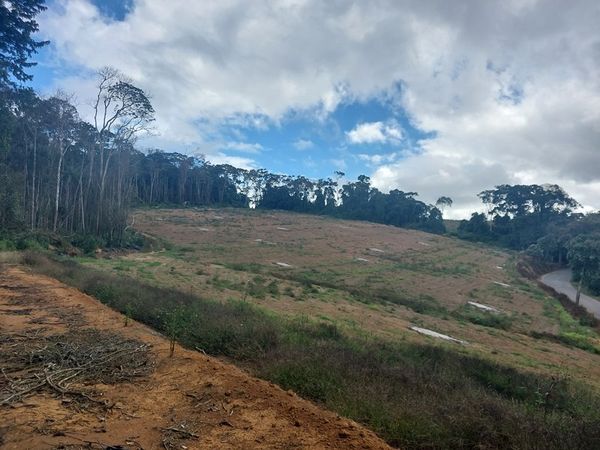  Área com desmatamento irregular em Venda Nova do Imigrante equivale a seis campos de futebol por Divulgação Idaf