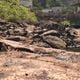 Imagem - Peixes morrem em meio à seca e mau cheiro incomoda moradores em Rio Bananal