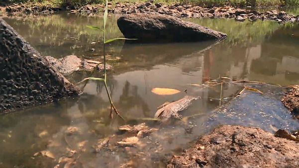 Seca deixa peixes mortos e mau-cheiro em Rio Bananal