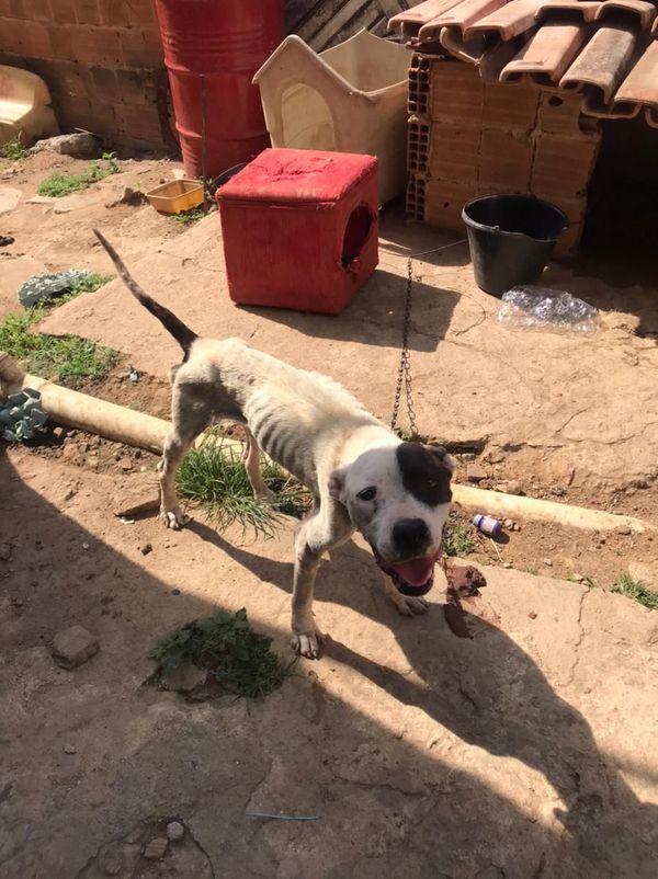 undefined por CPI dos Maus-tratos