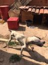 Cadela é encontrada em situação de maus-tratos em Cachoeiro(CPI dos Maus-tratos)