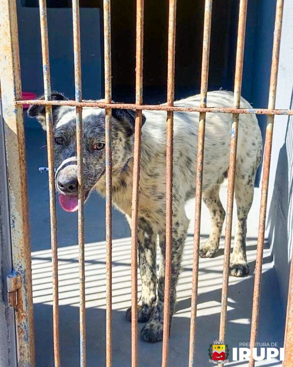 Floquinho recebeu atendimento veterinário  por Divulgação/ Prefeitura de Irupi 
