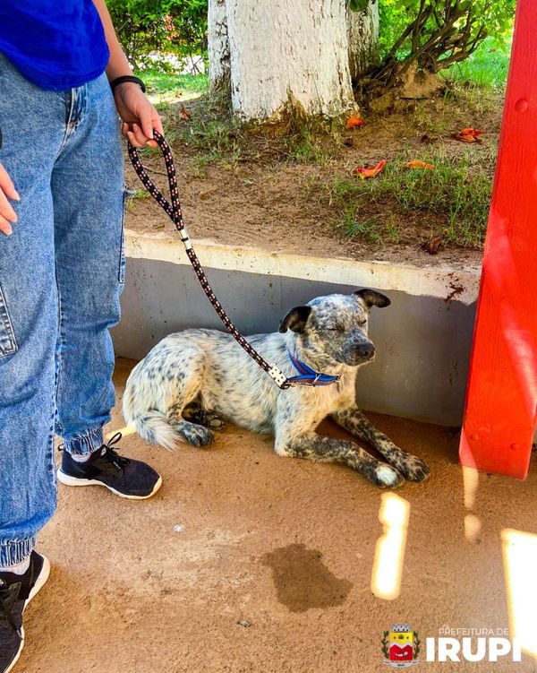 Floquinho recebeu atendimento veterinário  por Divulgação/ Prefeitura de Irupi 