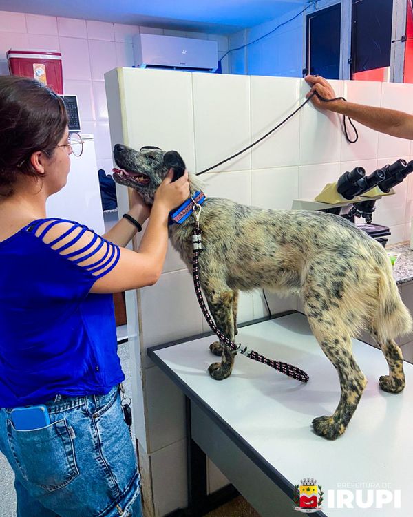 Floquinho recebeu atendimento veterinário  por Divulgação/ Prefeitura de Irupi 