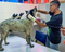 Floquinho recebeu atendimento veterinário (Divulgação/ Prefeitura de Irupi )