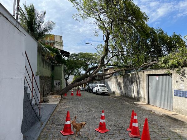 Árvore atinge fiação elétrica em Jucutuquara