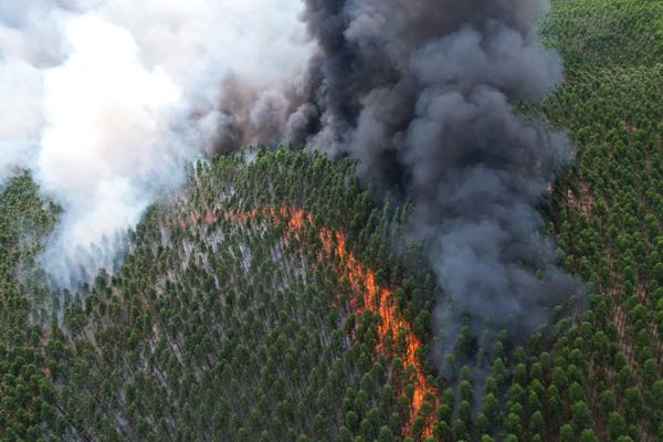 Incêndios florestais em área de plantio de eucalipto colocam em risco áreas de reserva e comunidades do entorno