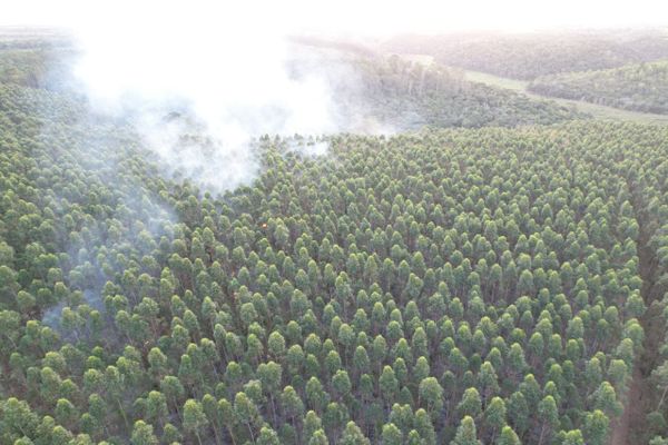 Incêndios florestais em área de plantio de eucalipto colocam em risco áreas de reserva e comunidades do entorno