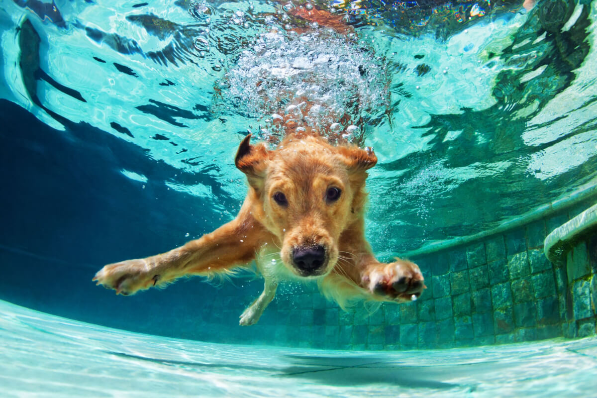 Veja como tornar essa experiência segura e prazerosa para o animal durante os momentos de diversão na água